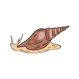 Snail, gastropod clipart
