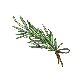 Rosemary clipart