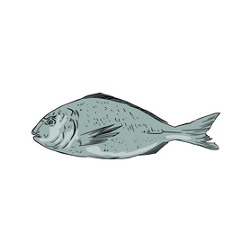 Fish clipart