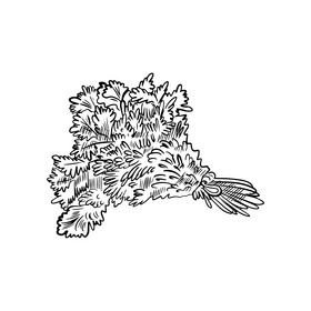 Coriander black and white clipart