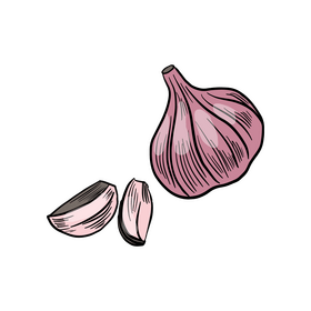 Garlic clipart