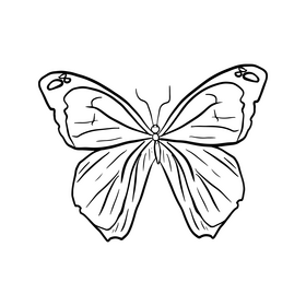 Butterfly black and white clipart