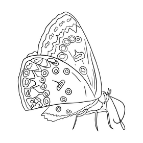 Butterfly black and white clipart