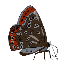 Butterfly clipart