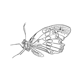 Butterfly black and white clipart