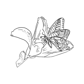 Butterfly black and white clipart