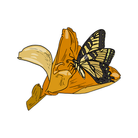 Butterfly clipart