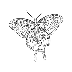 Butterfly black and white clipart
