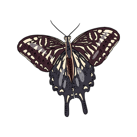 Butterfly clipart