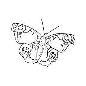 Butterfly black and white clipart