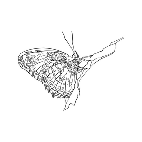 Butterfly black and white clipart