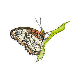 Butterfly clipart