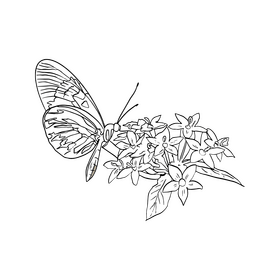 Butterfly black and white clipart