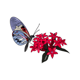 Butterfly clipart