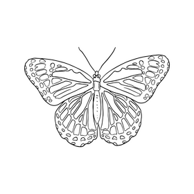 Butterfly cartoon black and white clipart