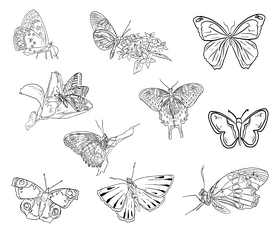 Butterflies black and white vector