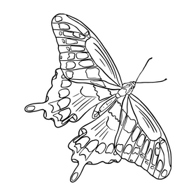 Butterfly drawing black and white clipart