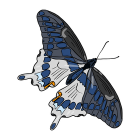 Butterfly drawing clipart