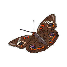 Brown butterfly drawing clipart