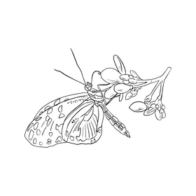 Butterfly cartoon black and white clipart