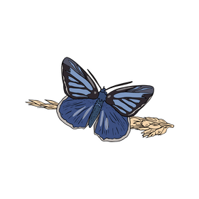 Blue Butterfly vector - for free download