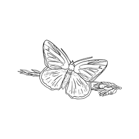 Butterfly cartoon black and white clipart