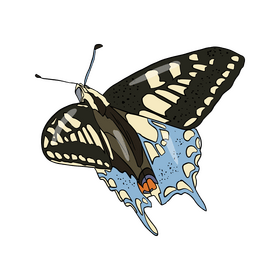 Butterfly illustration clipart