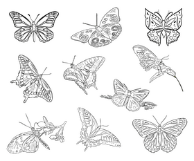 Butterfly illustration black and white vector