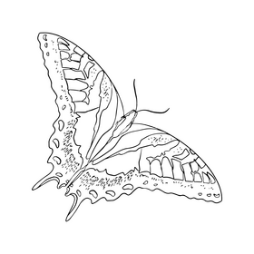 Butterfly drawing black and white clipart