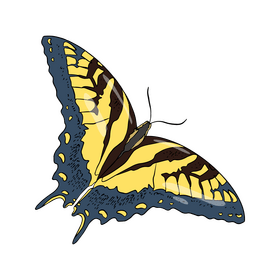 Butterfly drawing clipart