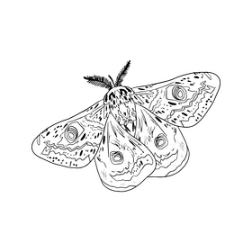 Butterfly illustration black and white clipart