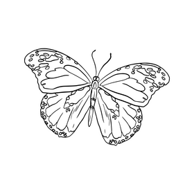 Butterfly illustration black and white clipart