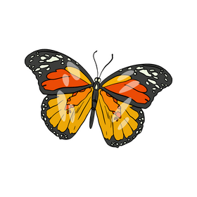 Butterfly illustration clipart