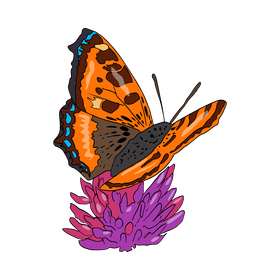 Free butterfly clipart
