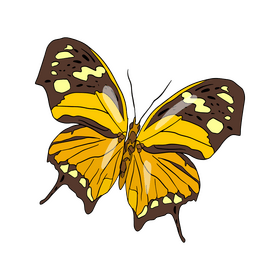 Butterfly illustration clipart