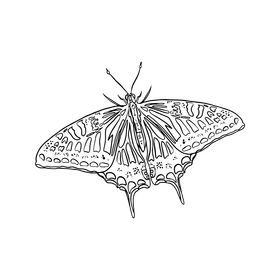 Free butterfly black and white clipart