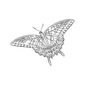 Free butterfly black and white clipart free download