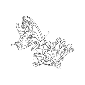 Free butterfly black and white clipart