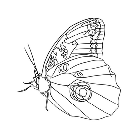 Free butterfly black and white clipart