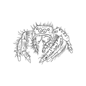 Spider cartoon black and white clipart