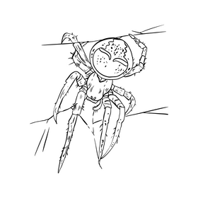Spider cartoon black and white clipart