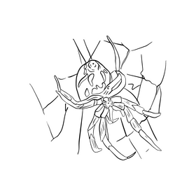 Free spider black and white clipart