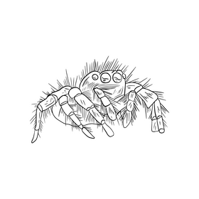 Spider black and white clipart
