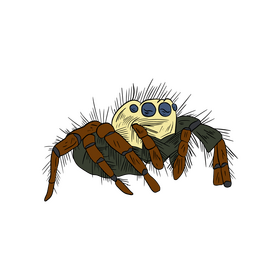 Spider clipart