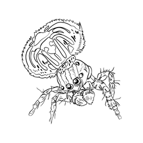 Spider drawing black and white clipart