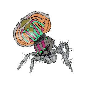Spider drawing clipart