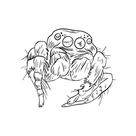 Spider drawing black and white clipart