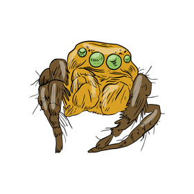 Spider drawing clipart