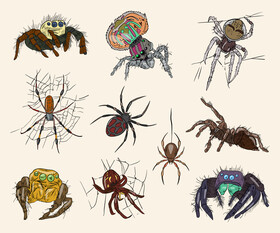 Free spiders vector