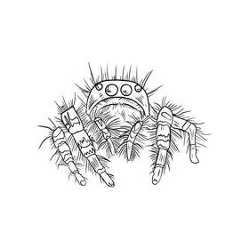 Spider illustration black and white clipart